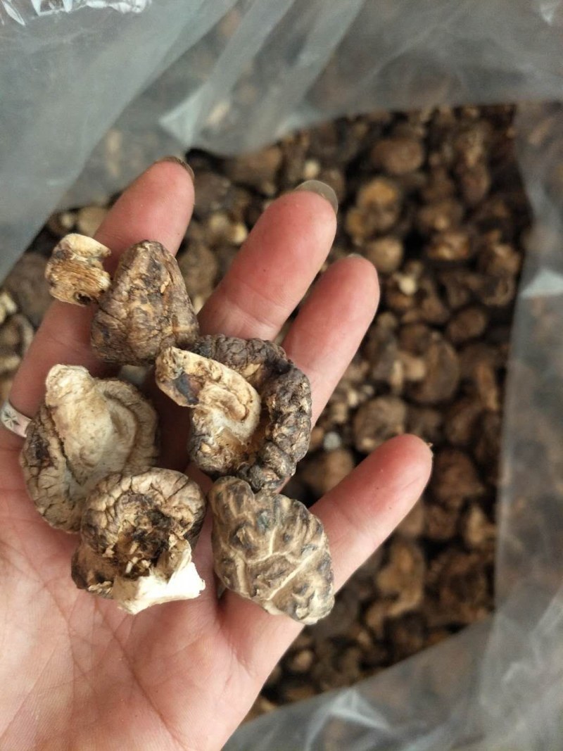 香菇批发有需要的联系我