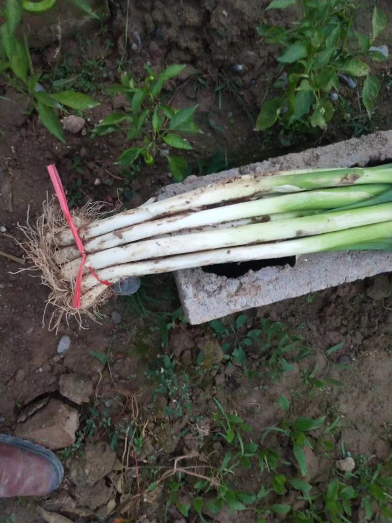 带叶大葱毛葱葱白30-40cm大量上市欢迎砸单！