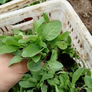鼠尾草,地被鼠尾草,宿根鼠尾草,山东鼠尾草基地,蓝花鼠尾