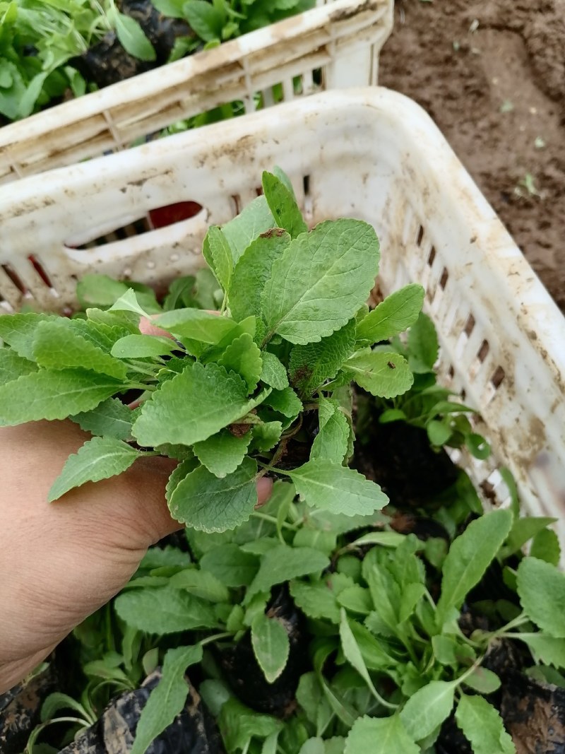 鼠尾草，地被鼠尾草，宿根鼠尾草，山东鼠尾草基地，蓝花鼠尾
