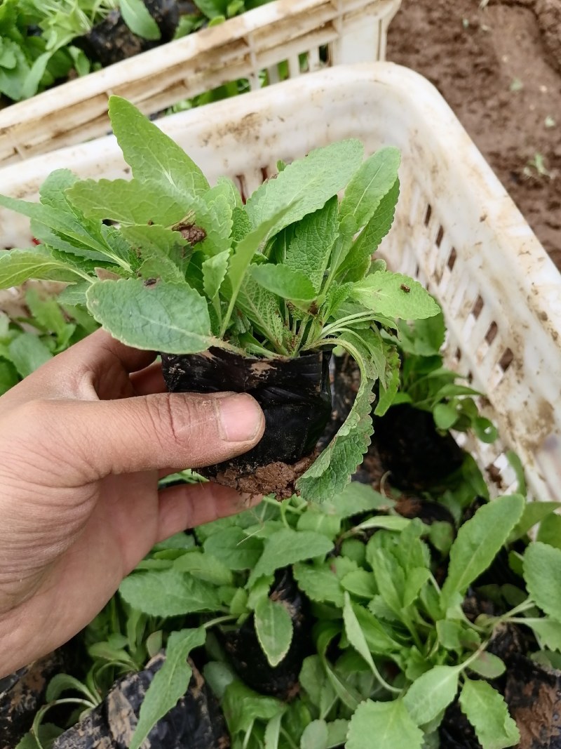 鼠尾草，地被鼠尾草，宿根鼠尾草，山东鼠尾草基地，蓝花鼠尾