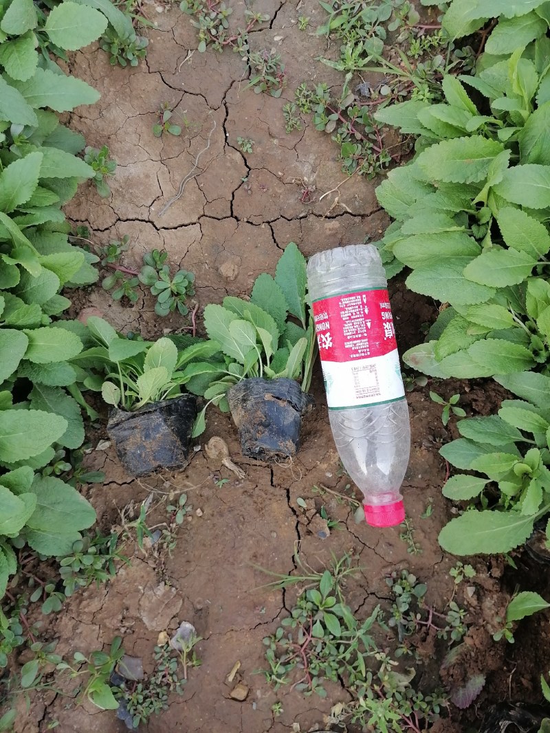 鼠尾草，地被鼠尾草，宿根鼠尾草，山东鼠尾草基地，蓝花鼠尾