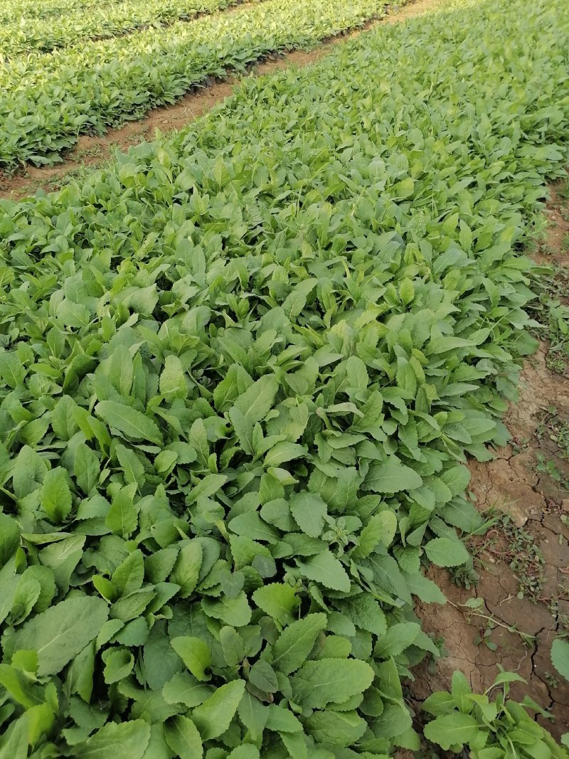 鼠尾草，地被鼠尾草，宿根鼠尾草，山东鼠尾草基地，蓝花鼠尾