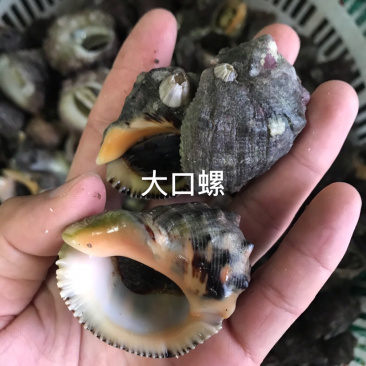 海螺深海货源