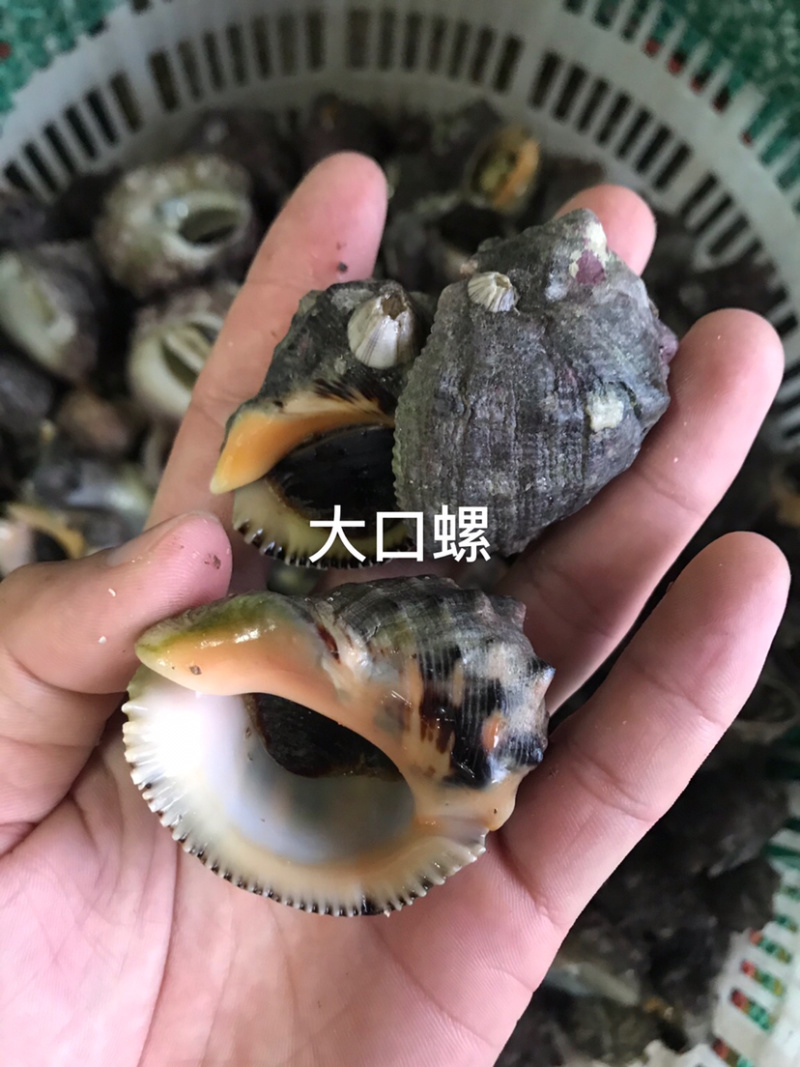 海螺深海货源
