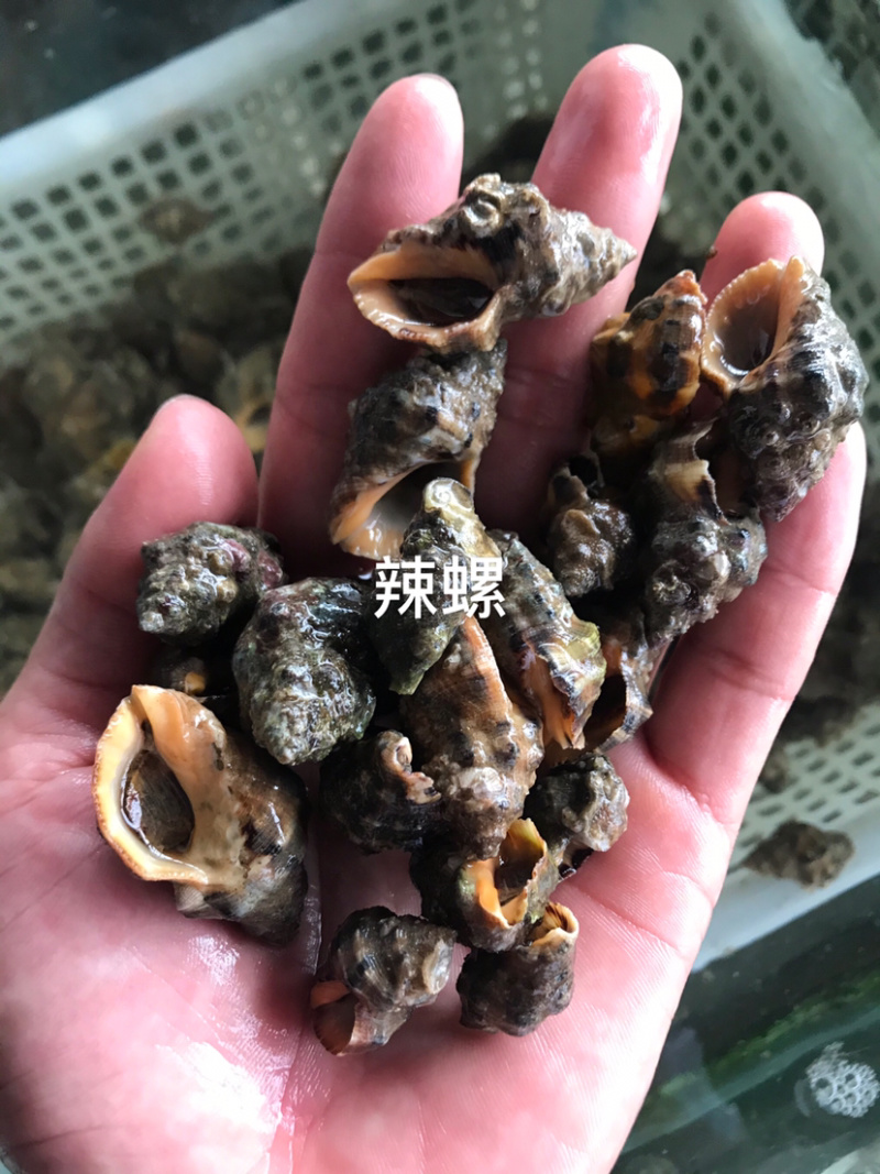 海螺深海货源
