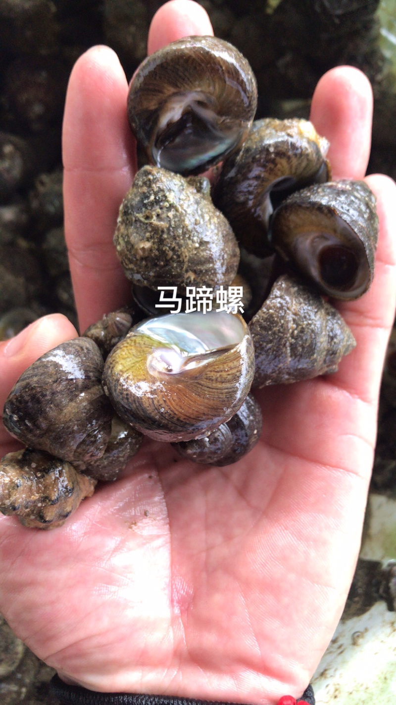海螺深海货源