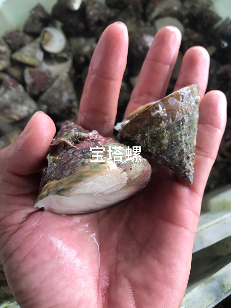 海螺深海货源