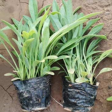 金鸡菊，天人菊，大滨菊，山东金鸡菊，金鸡菊基地，绿化草花
