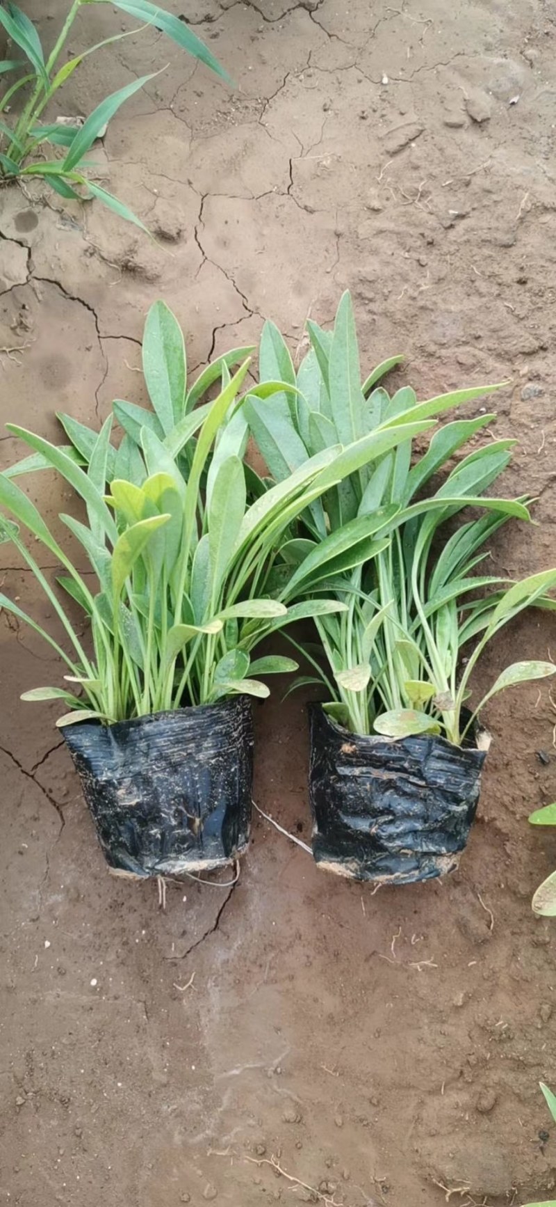 金鸡菊，天人菊，大滨菊，山东金鸡菊，金鸡菊基地，绿化草花