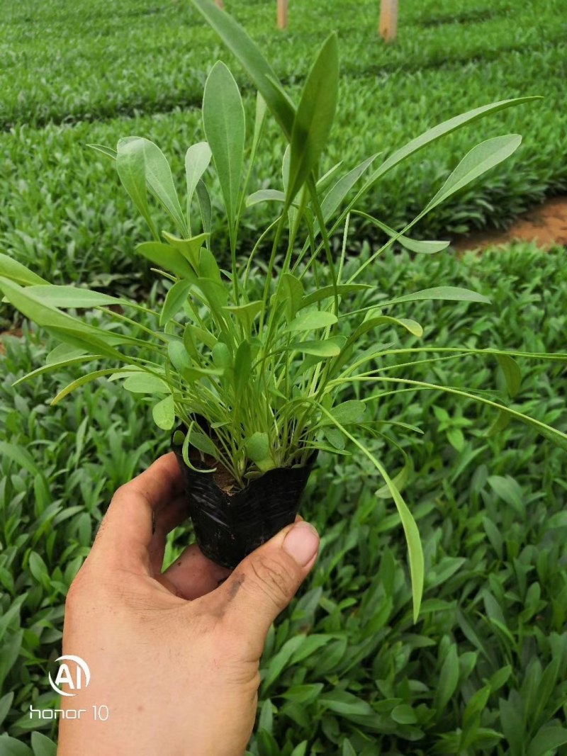 金鸡菊，天人菊，大滨菊，山东金鸡菊，金鸡菊基地，绿化草花