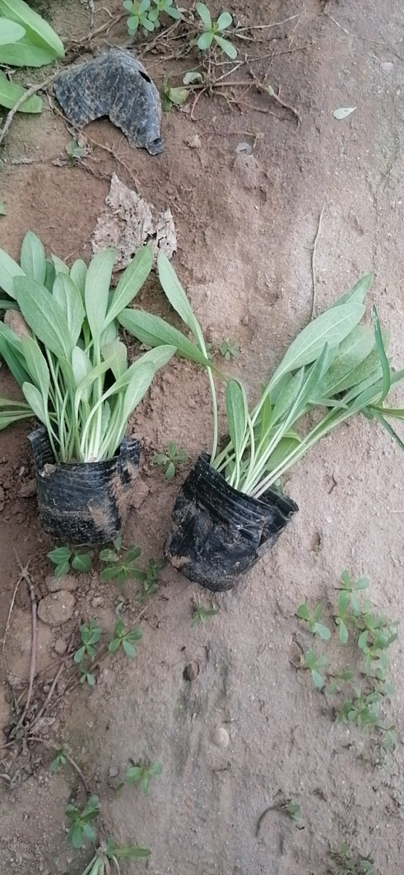 金鸡菊，天人菊，大滨菊，山东金鸡菊，金鸡菊基地，绿化草花