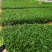 金鸡菊，天人菊，大滨菊，山东金鸡菊，金鸡菊基地，绿化草花