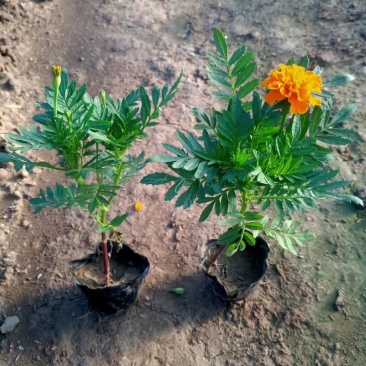 孔雀草，万寿菊，孔雀草杯苗