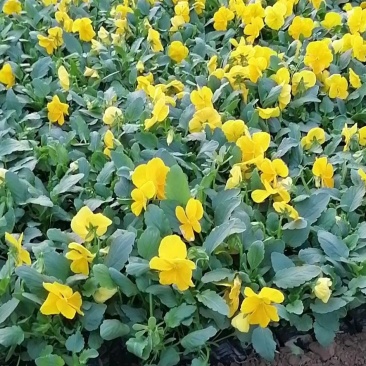 三色堇苗，三色堇花，黄色三色堇，三色堇基地，山东三色堇