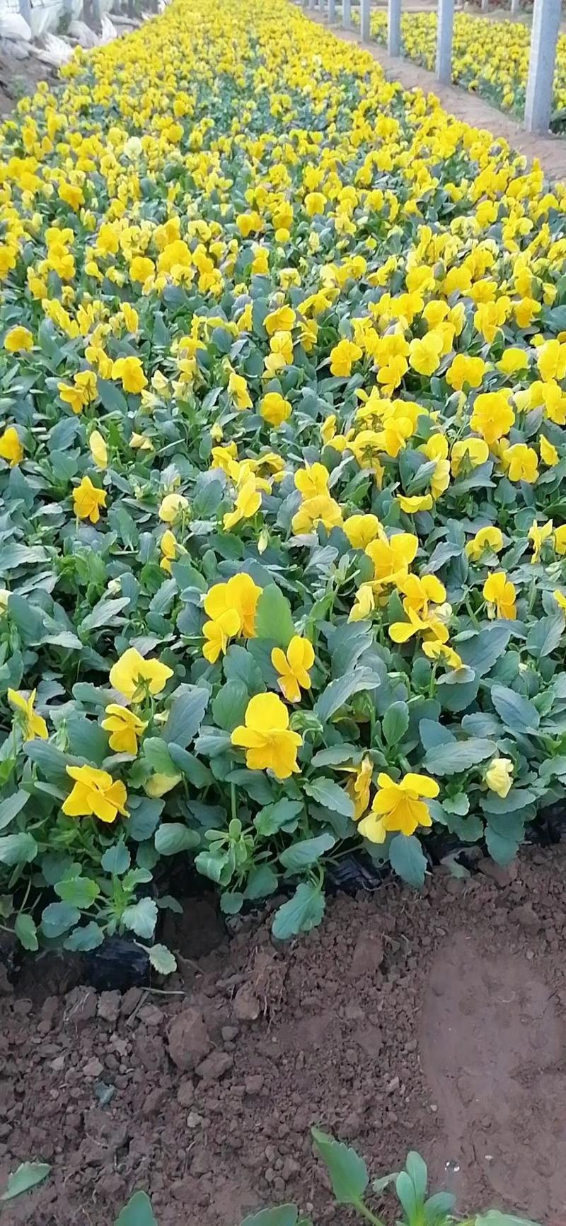 三色堇苗，三色堇花，黄色三色堇，三色堇基地，山东三色堇