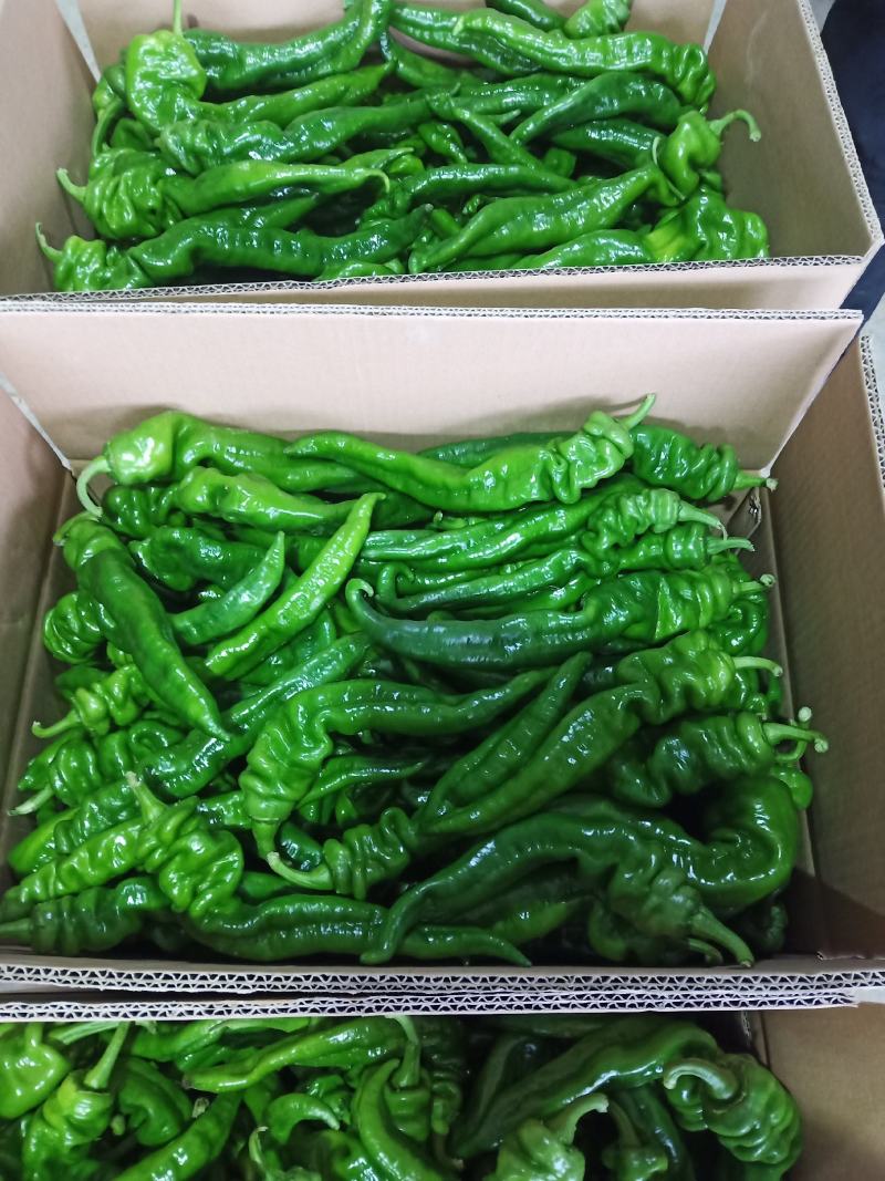 大量供应陕西精品罗丝椒，品种有，飞跃，龙椒43量大从优