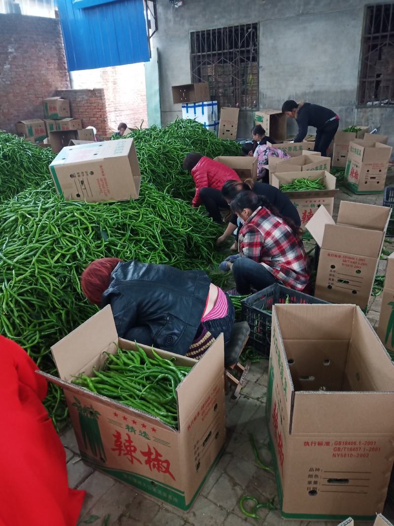 大量供应陕西精品罗丝椒，品种有，飞跃，龙椒43量大从优