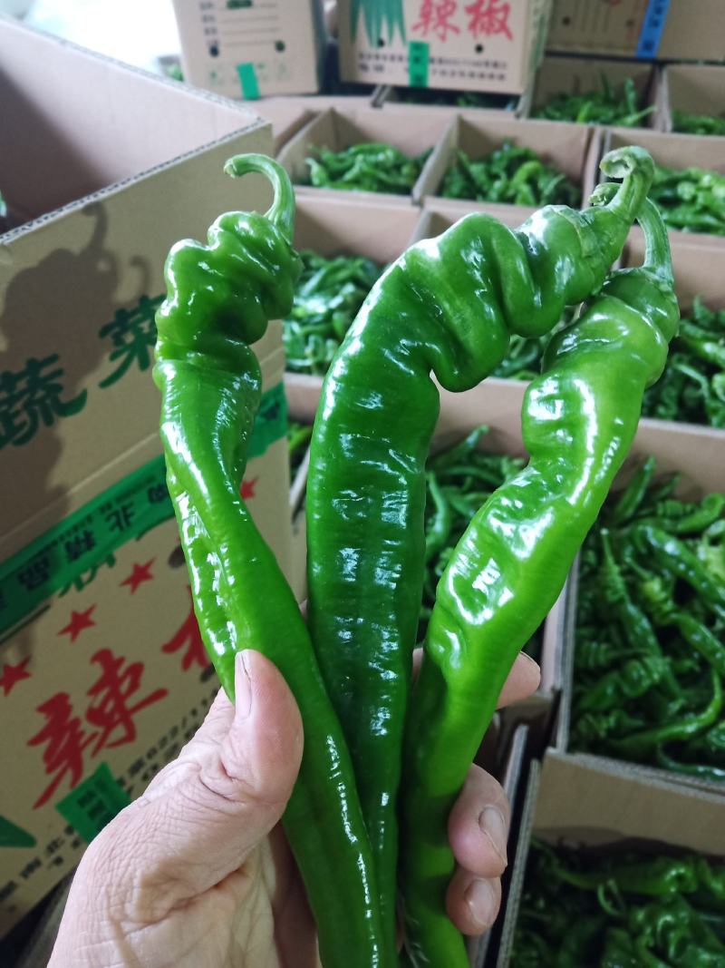 大量供应陕西精品罗丝椒，品种有，飞跃，龙椒43量大从优