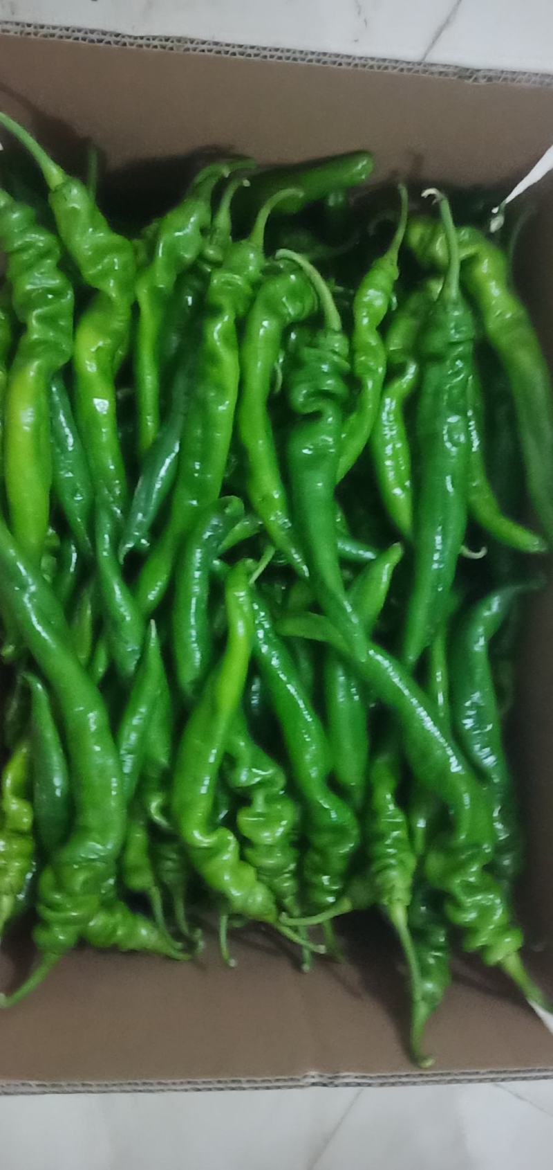 大量供应陕西精品罗丝椒，品种有，飞跃，龙椒43量大从优
