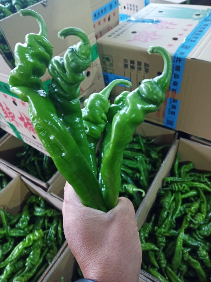 大量供应陕西精品罗丝椒，品种有，飞跃，龙椒43量大从优