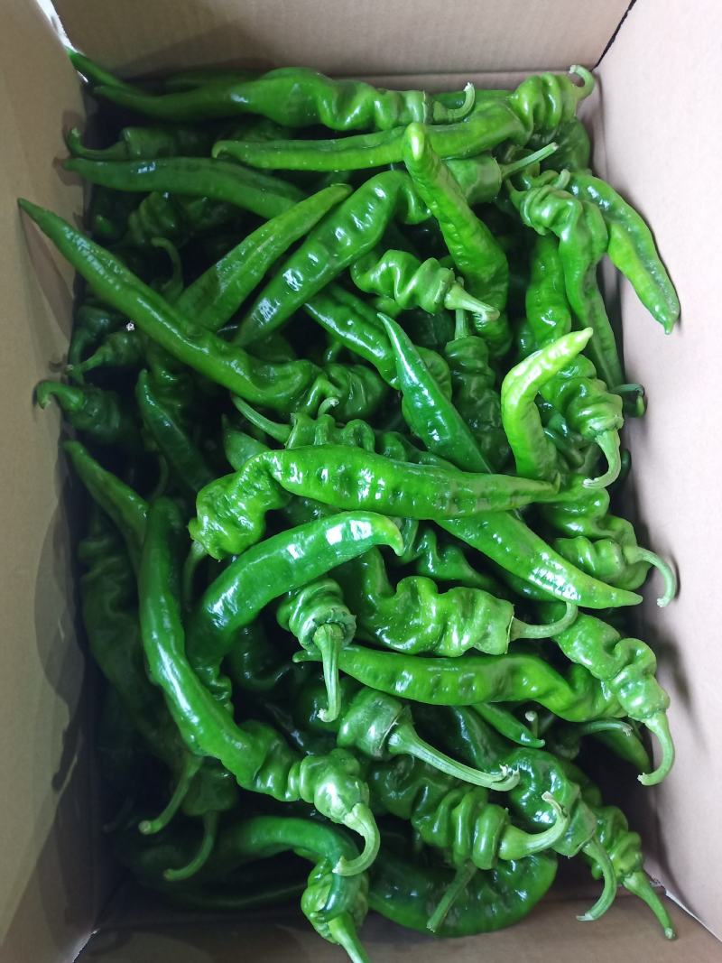 大量供应陕西精品罗丝椒，品种有，飞跃，龙椒43量大从优