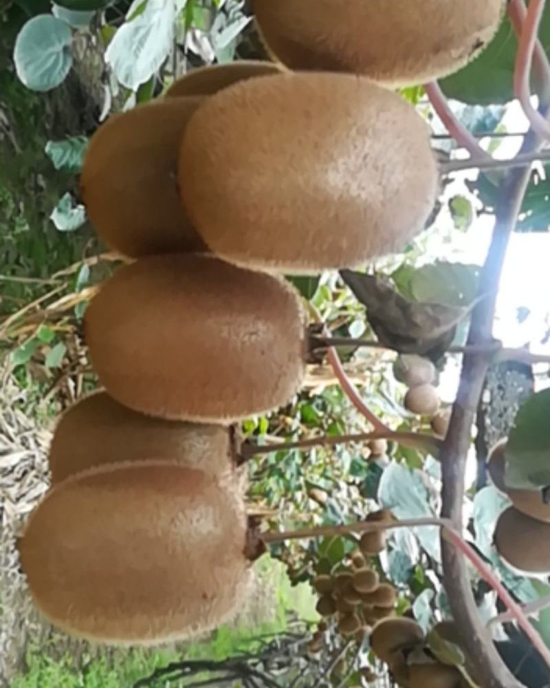 陕西周至县猕猴桃海沃德，产地直销，香甜可口