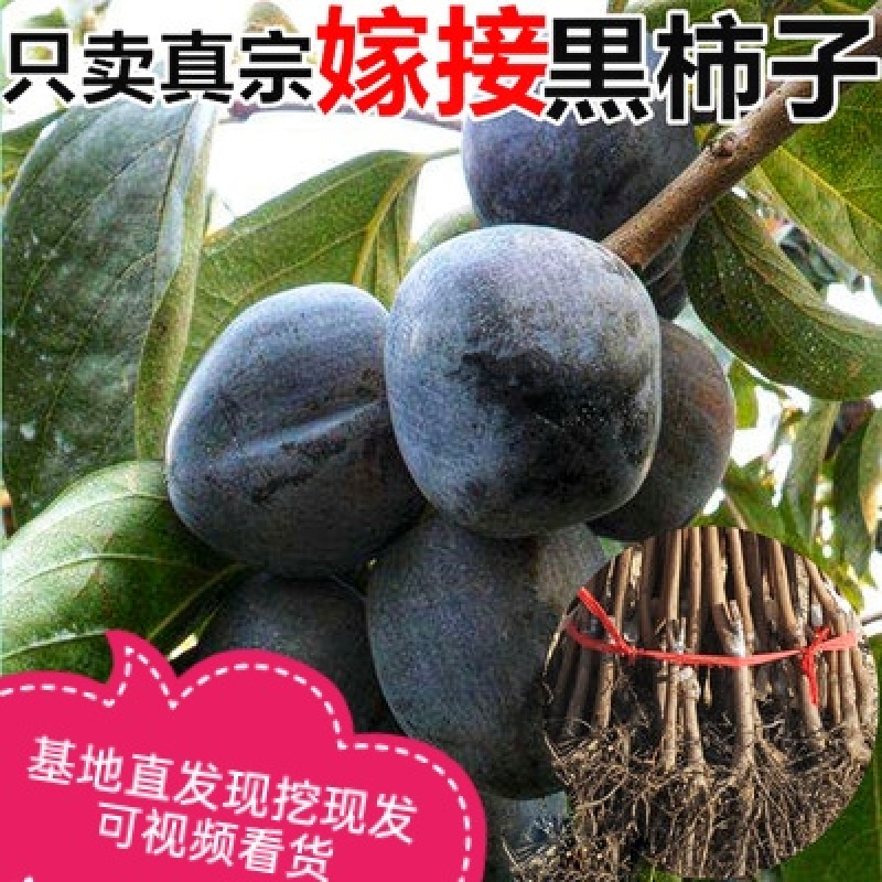 嫁接黑柿子树苗保成活保品种可全程视频看货基地直发
