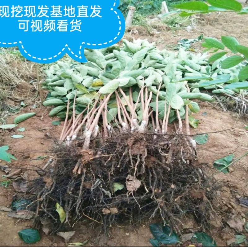 嫁接黑柿子树苗保成活保品种可全程视频看货基地直发