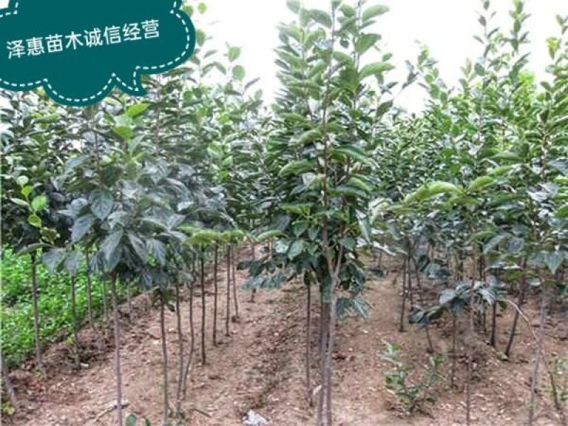 嫁接黑柿子树苗保成活保品种可全程视频看货基地直发