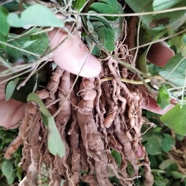 粉防己苗多年种植粉防己粉防己苗