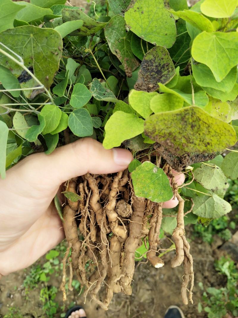 粉防己苗多年种植粉防己粉防己苗