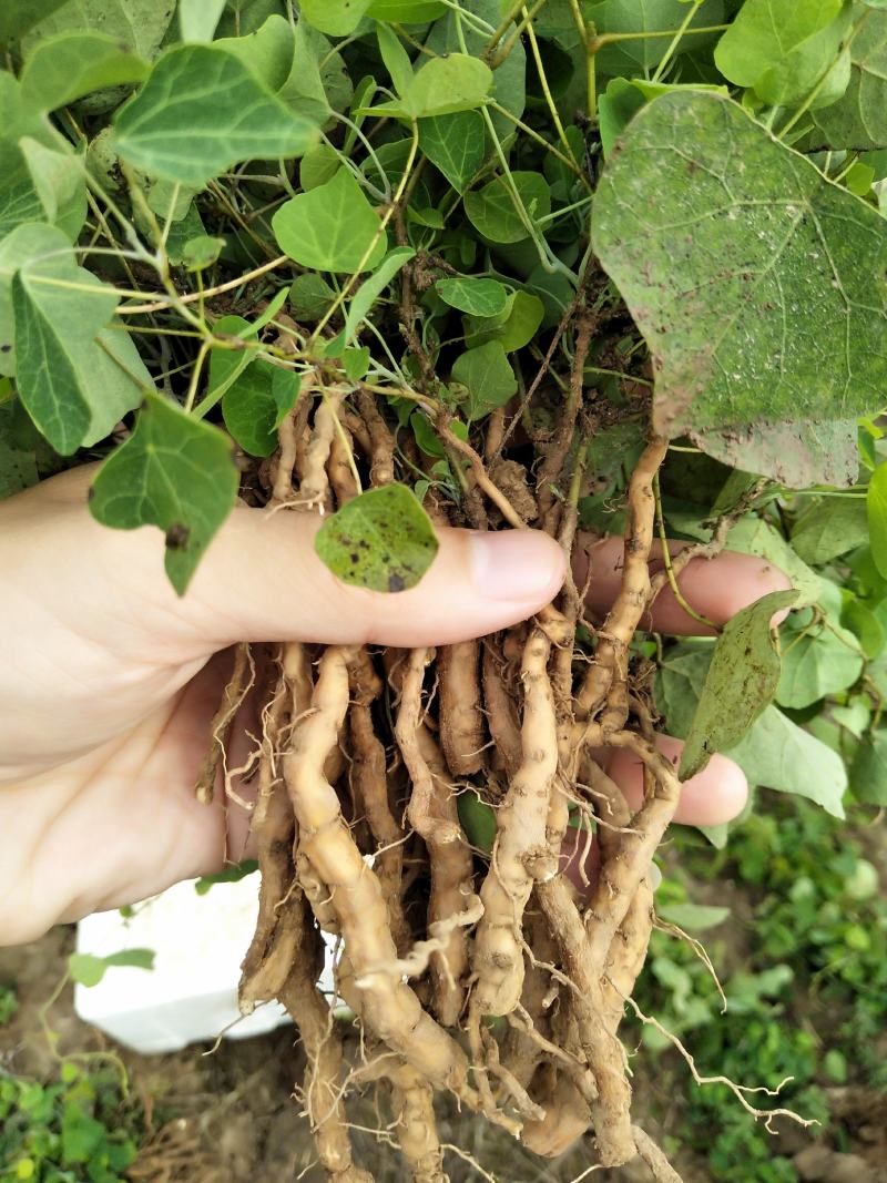 粉防己苗多年种植粉防己粉防己苗