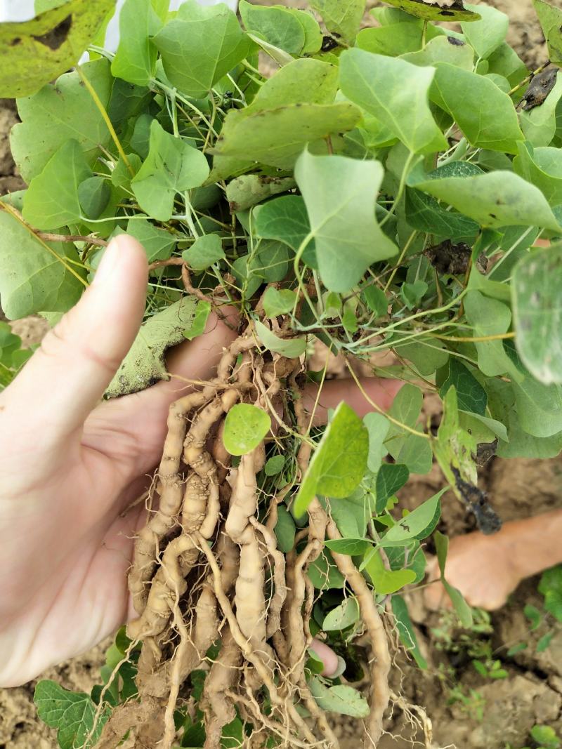 粉防己苗多年种植粉防己粉防己苗