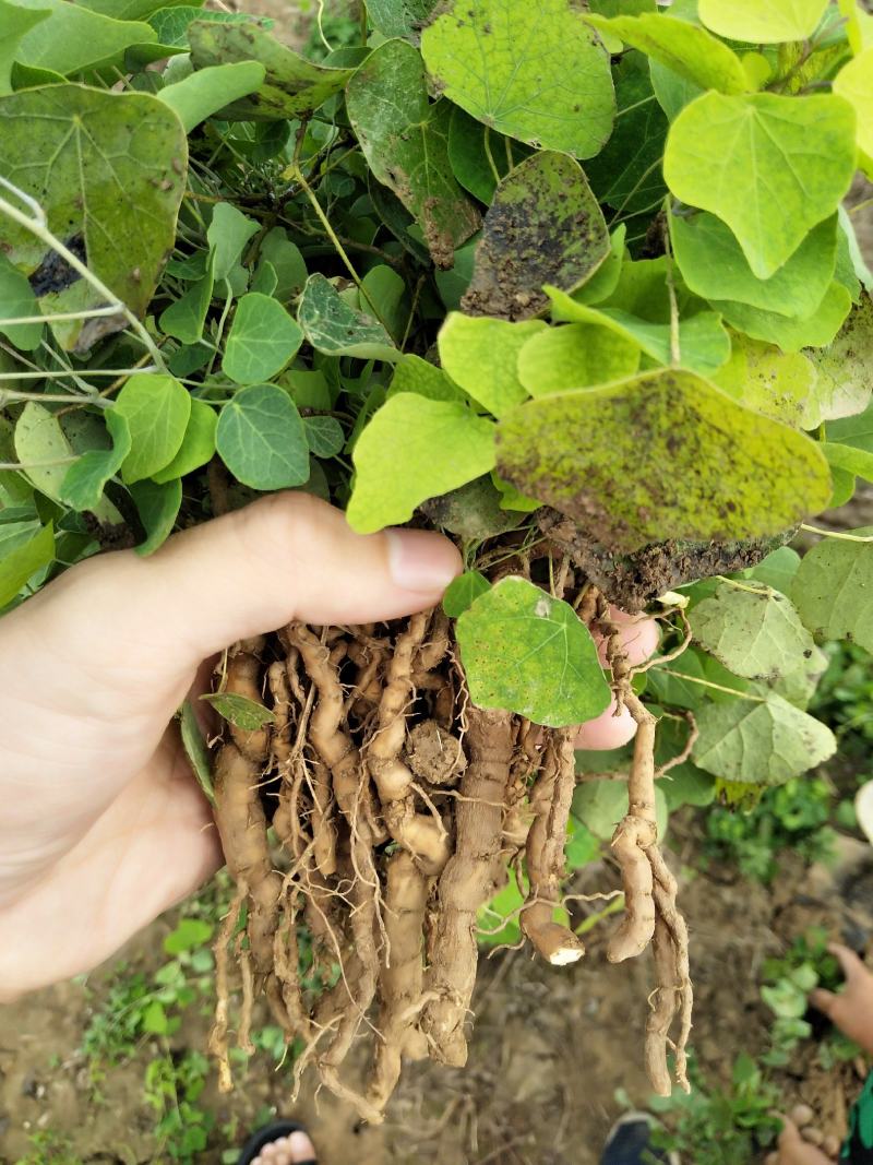 粉防己苗多年种植粉防己粉防己苗