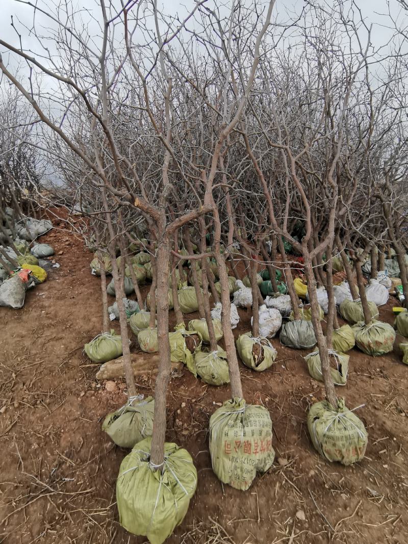 冬枣苗大红枣脆枣嫁接枣树苗产量高易管理提供技术