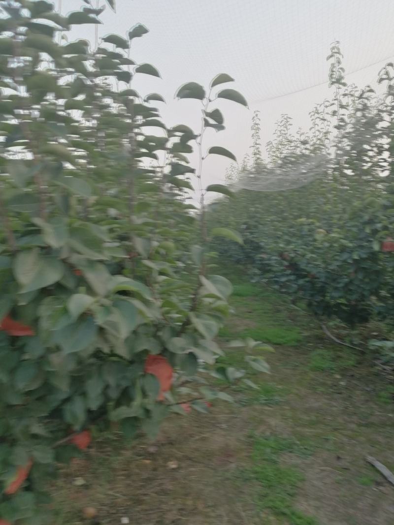 晚秋黄梨，水分足，非常甜！
