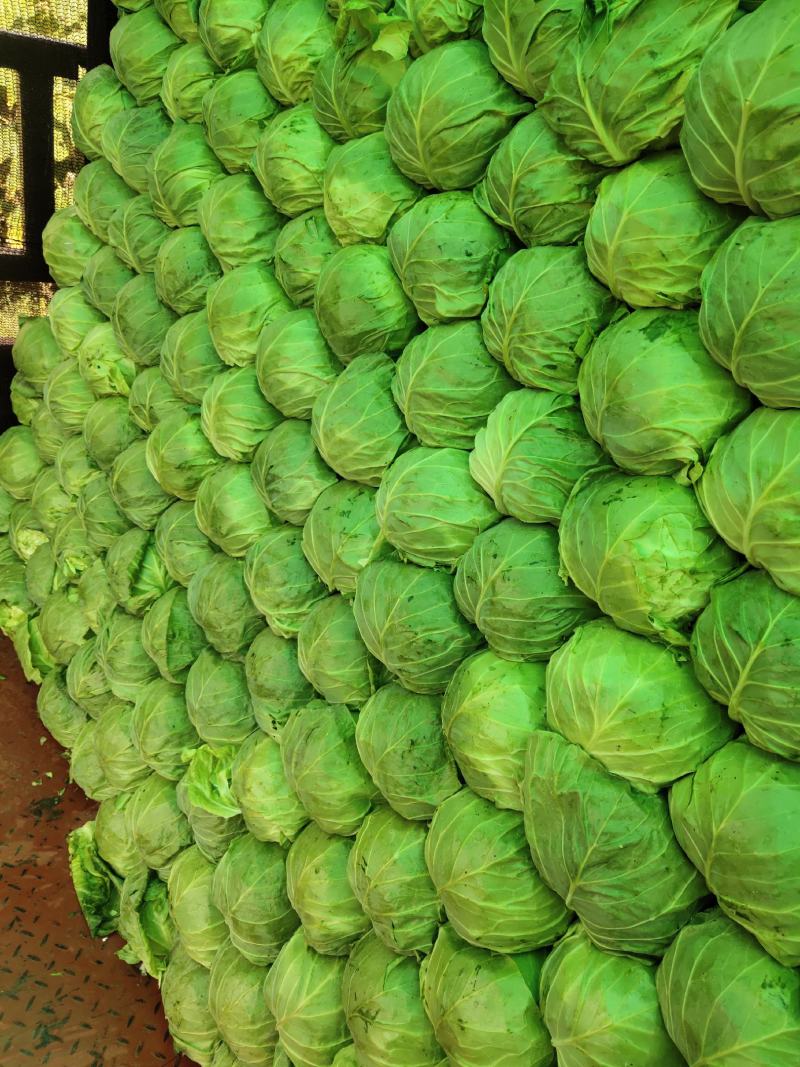 精品甘蓝，大量上市中
