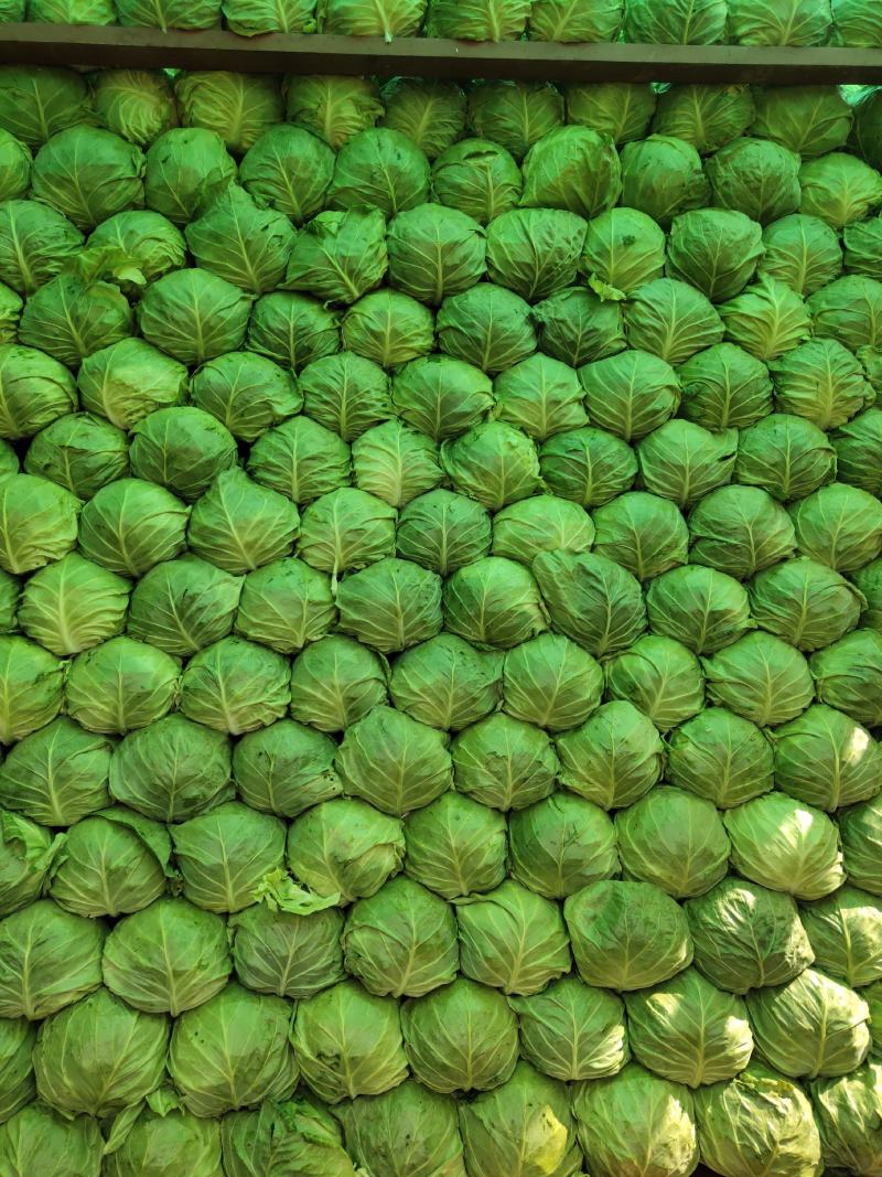精品甘蓝，大量上市中