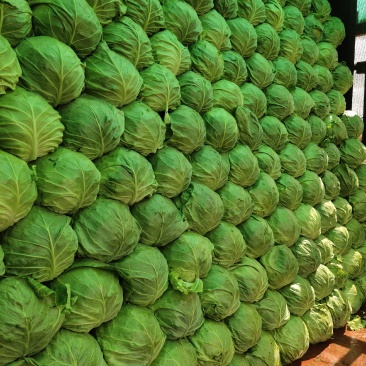 精品甘蓝，大量上市中