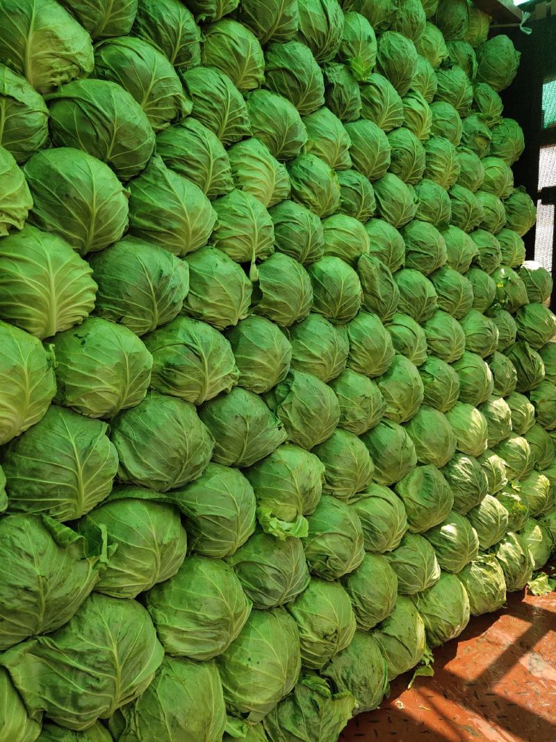 精品甘蓝，大量上市中