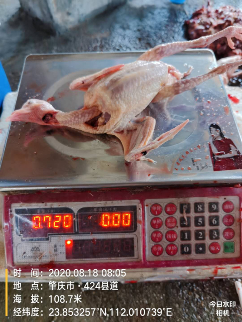 🐦精品白条鸽厂家直销一手货源品质保证支持实地看货