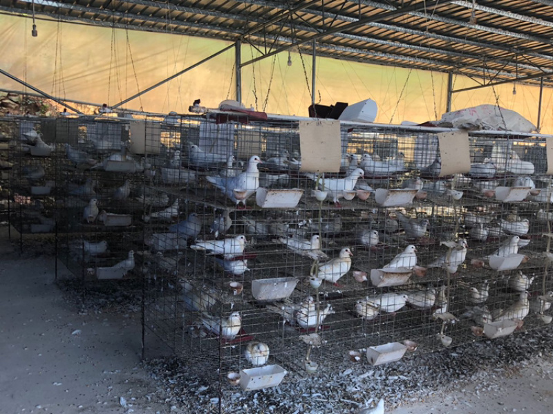 🐦精品白条鸽厂家直销一手货源品质保证支持实地看货
