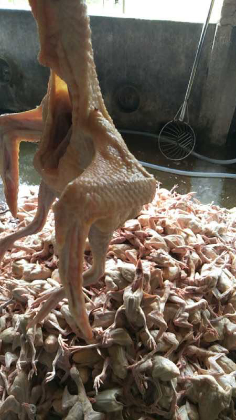 🐦精品白条鸽厂家直销一手货源品质保证支持实地看货