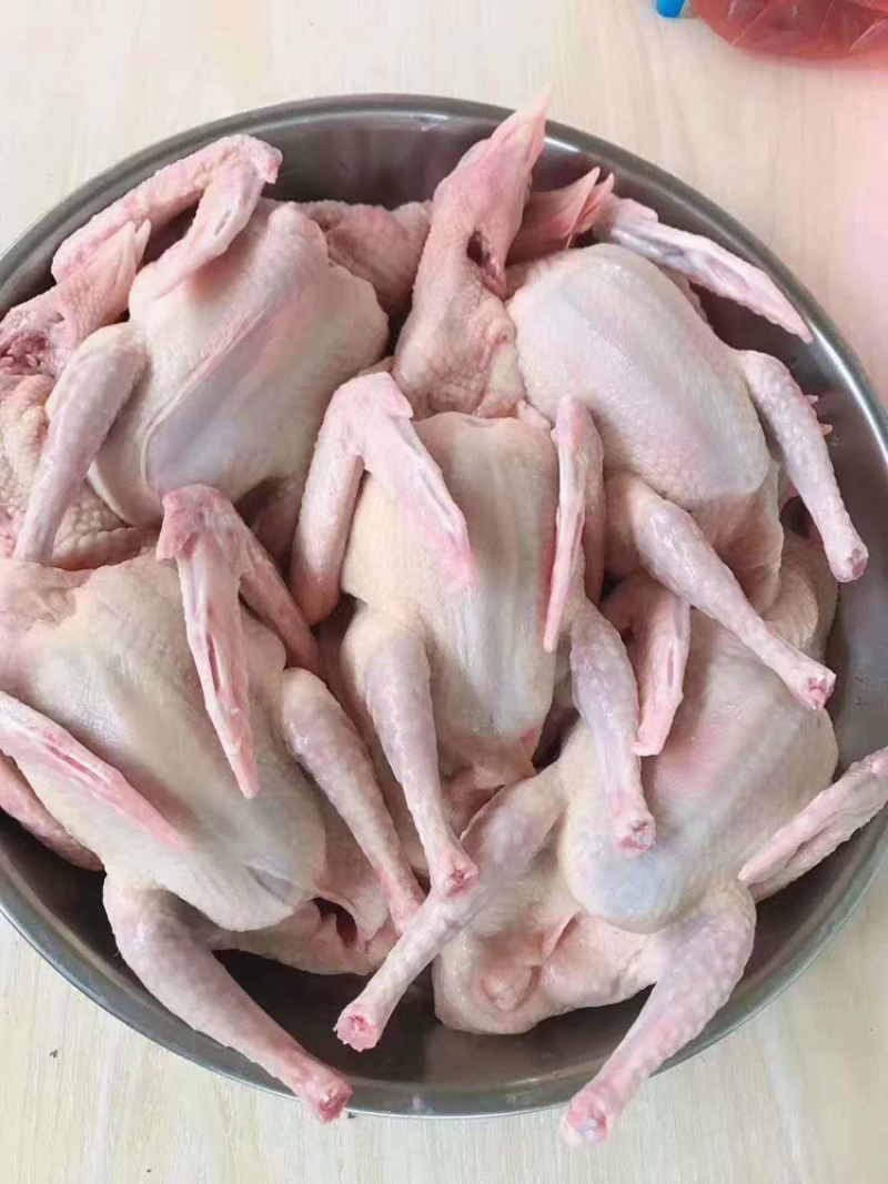 🐦精品白条鸽厂家直销一手货源品质保证支持实地看货