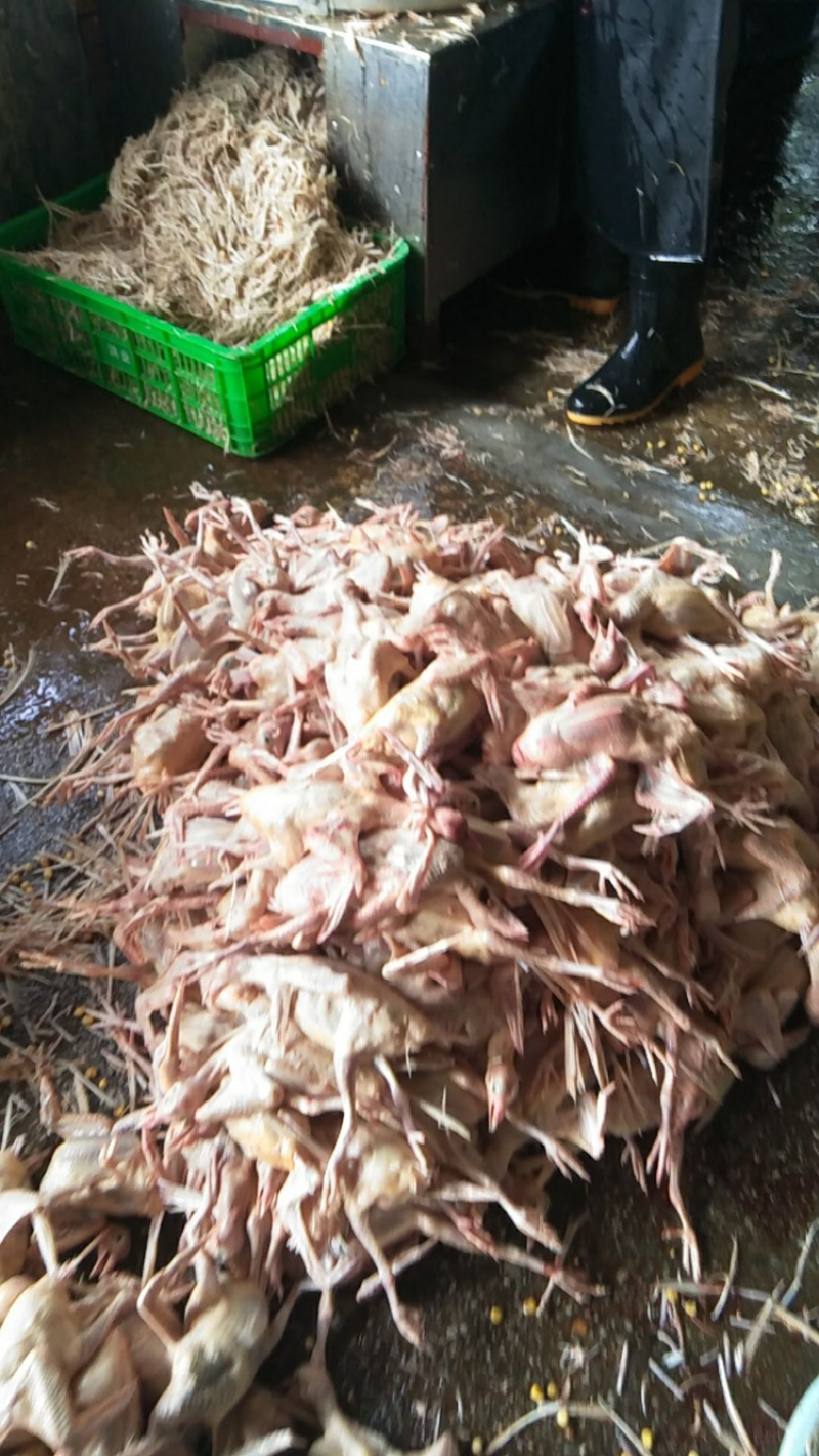 🐦精品白条鸽厂家直销一手货源品质保证支持实地看货