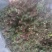 回心草～新货干净～产地现货～量大优惠～1公斤起售～