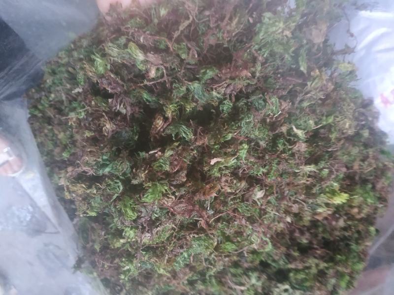 回心草～新货干净～产地现货～量大优惠～1公斤起售～