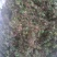 回心草～新货干净～产地现货～量大优惠～1公斤起售～