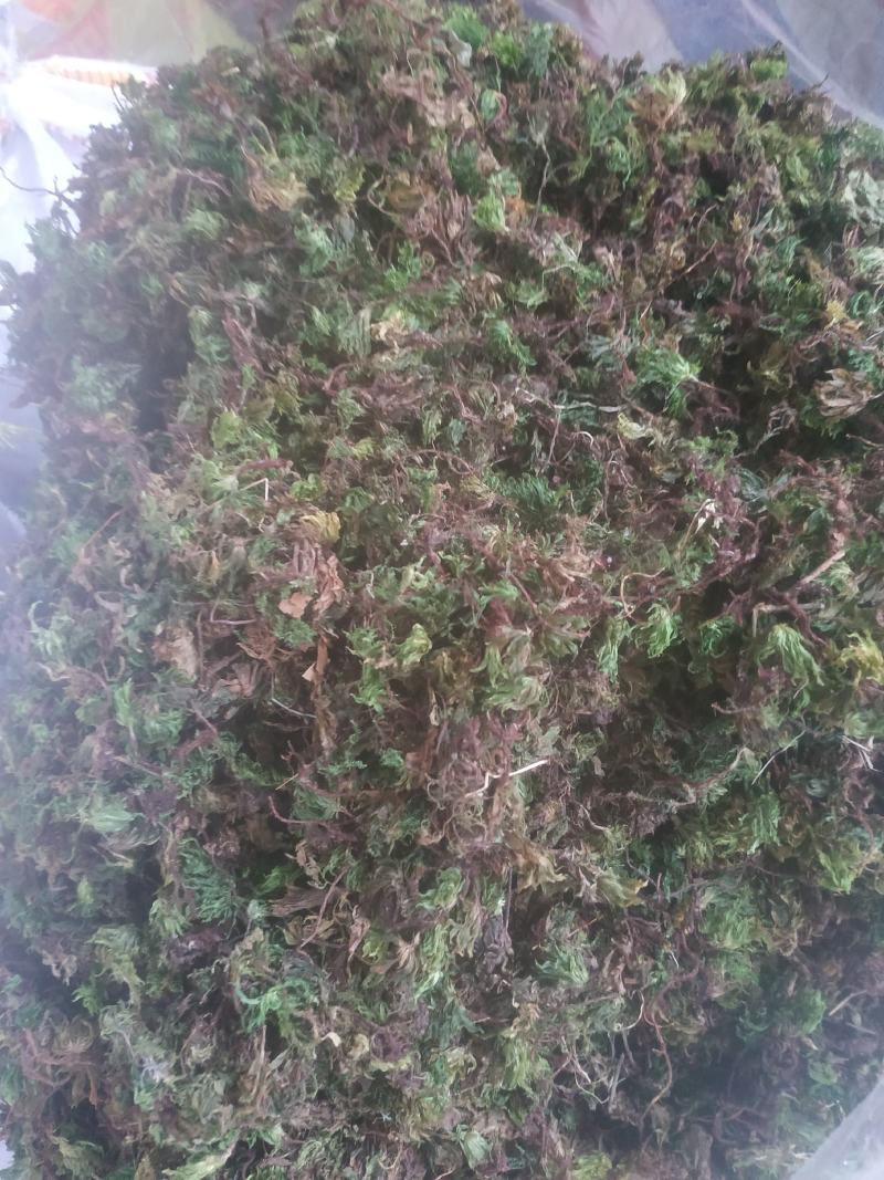 回心草～新货干净～产地现货～量大优惠～1公斤起售～